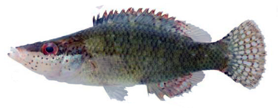 Symphodus rostratus_0006